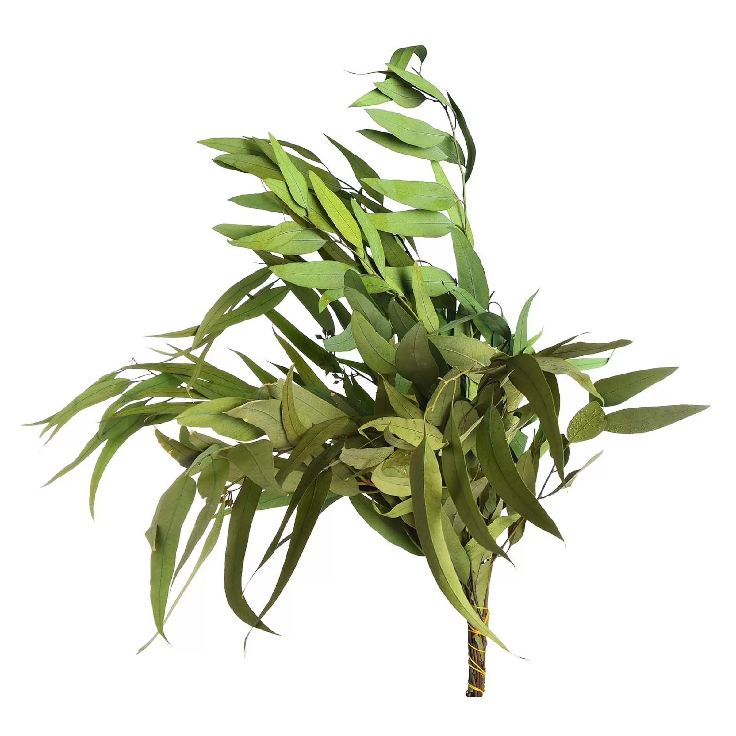 Depot Bouquet De Fleurs Sechees Eucalyptus Online