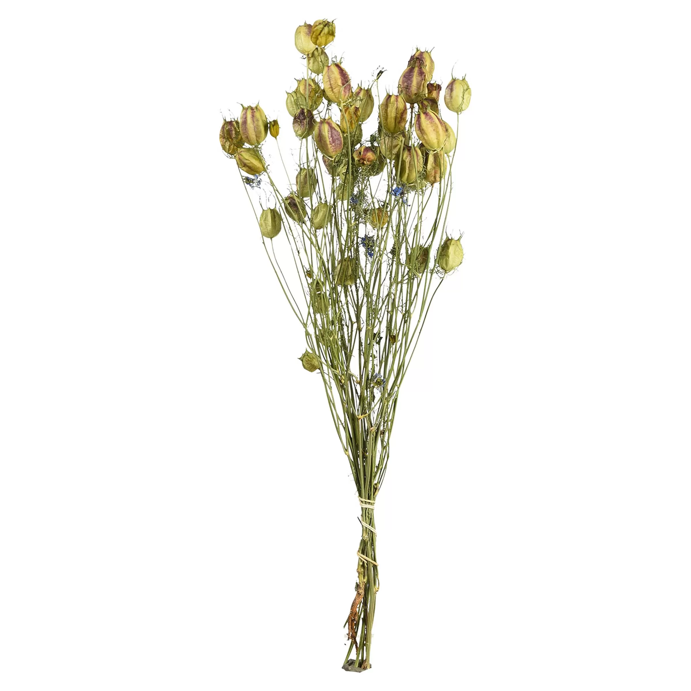 Depot Bouquet De Fleurs Sechees Nigella Clearance