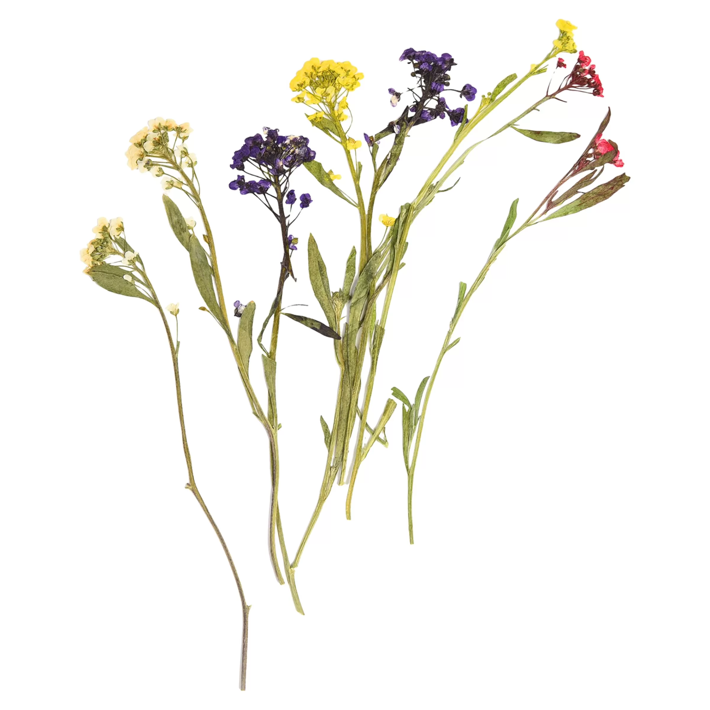 Depot Melange De Fleurs Sechees Et De Fleurs A Tige, Presse
