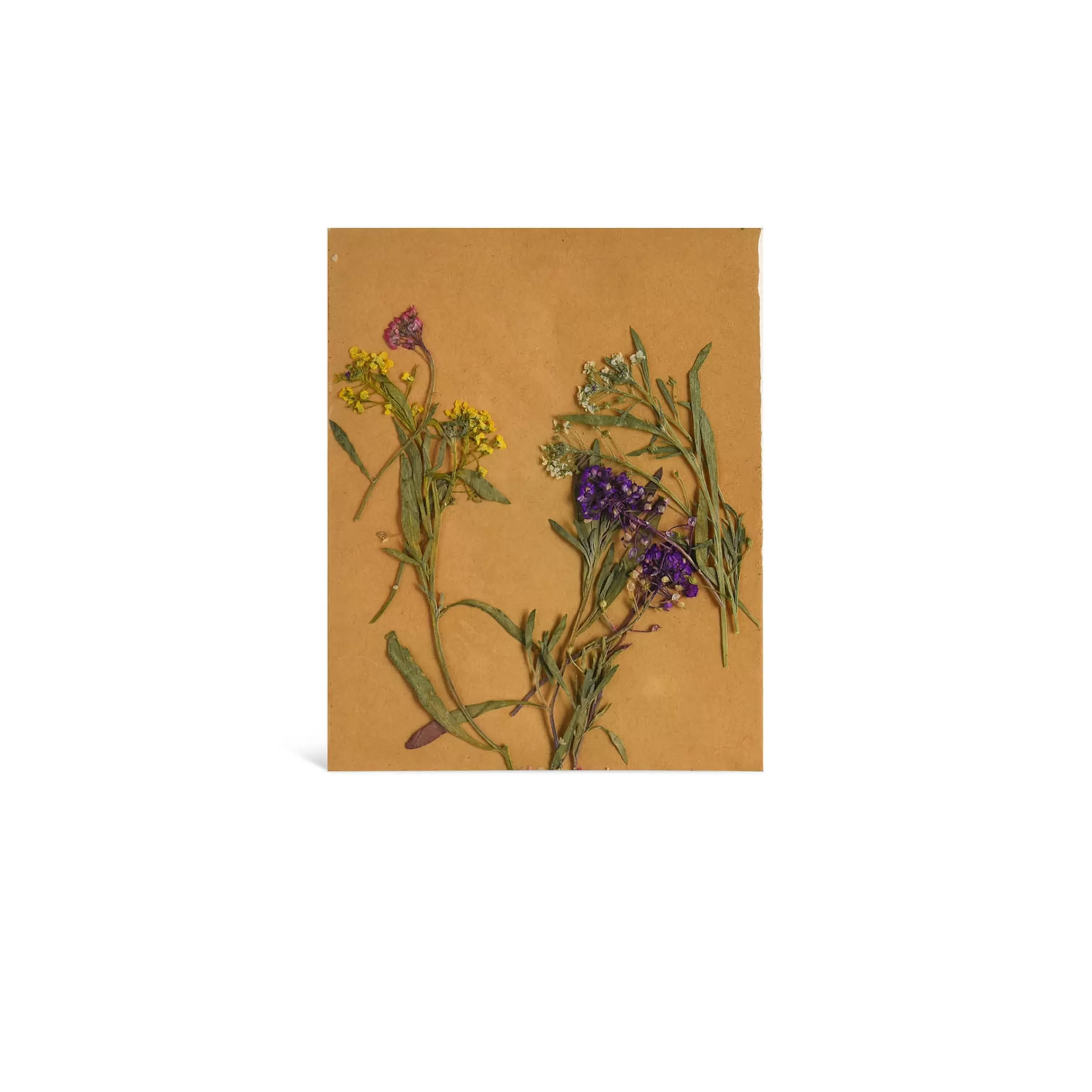 Depot Melange De Fleurs Sechees Et De Fleurs A Tige, Presse