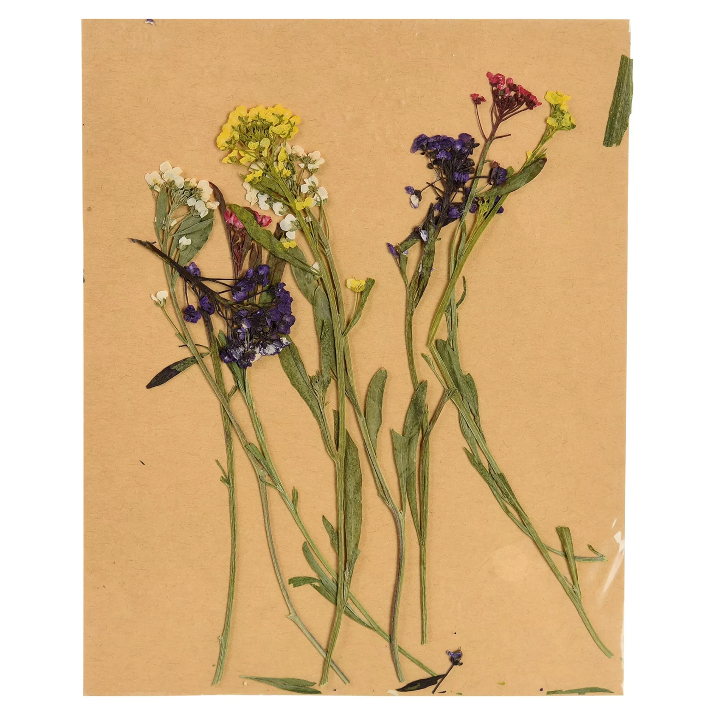 Depot Melange De Fleurs Sechees Et De Fleurs A Tige, Presse